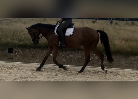 Zweibrücker, Klacz, 4 lat, 165 cm, Gniada
