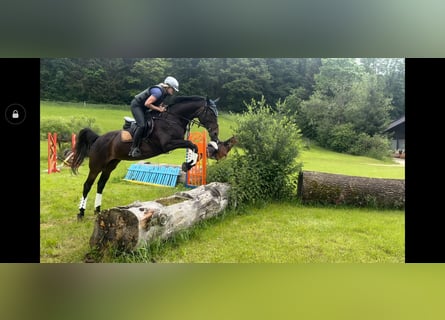 Zweibruecker, Mare, 15 years, 16 hh, Bay-Dark