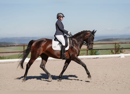 Zweibrücker, Stute, 16 Jahre, 17 hh, Dunkelbrauner