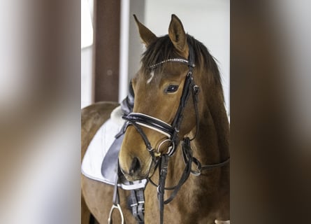 Zweibruecker, Mare, 4 years, 16 hh, Brown