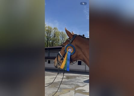 Zweibruecker, Mare, 4 years, 16 hh, Brown