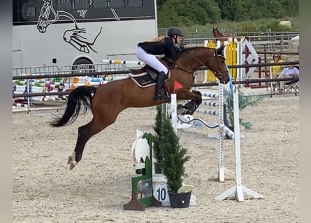 Zweibruecker, Mare, 8 years, 16,2 hh, Brown