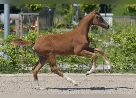 Zweibruecker, Mare, Foal (03/2025), 16,2 hh, Chestnut