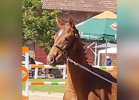 Zweibruecker, Mare, Foal (03/2025), 16,2 hh, Chestnut