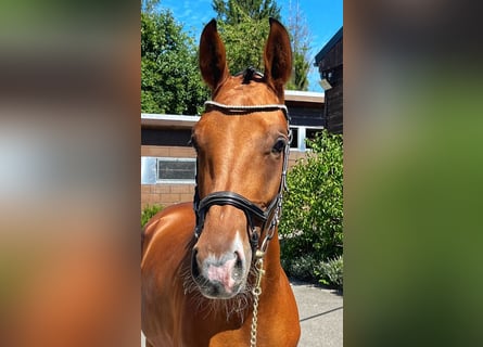 Zweibrücker, Merrie, 3 Jaar, 170 cm, Bruin