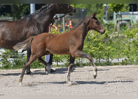 Zweibruecker, Stallion, Foal (03/2025), 16,2 hh, Bay-Dark