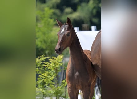Zweibruecker, Stallion, Foal (03/2025), 16,2 hh, Bay-Dark