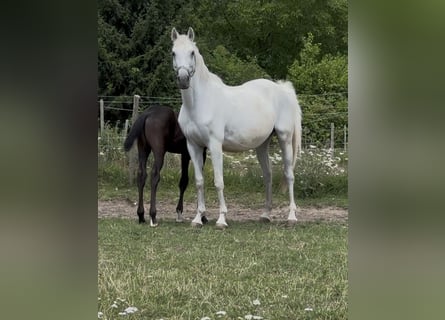 Zweibrücker, Stute, 12 Jahre, 160 cm, Schimmel