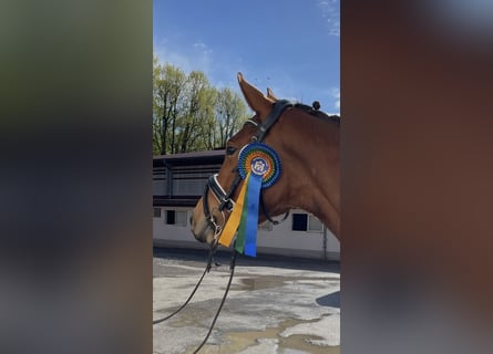 Zweibrücker, Stute, 4 Jahre, 165 cm, Brauner