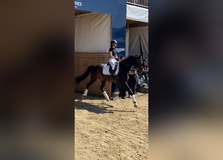 Zweibrücker, Wałach, 6 lat, 172 cm, Ciemnogniada