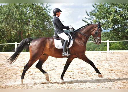 Zweibrücker, Wallach, 15 Jahre, 185 cm, Schwarzbrauner