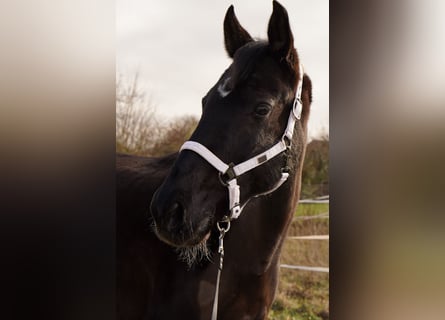 Zweibrücker, Wallach, 18 Jahre, 163 cm, Rappe