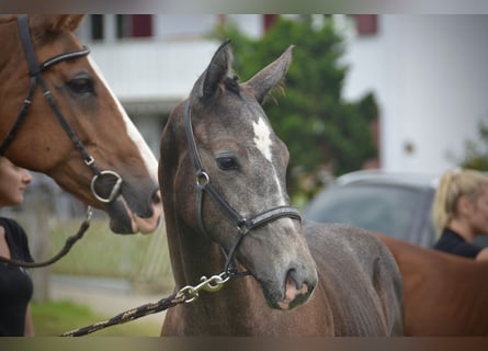 Zwitsers warmbloed, Hengst, veulen (04/2024), Schimmel