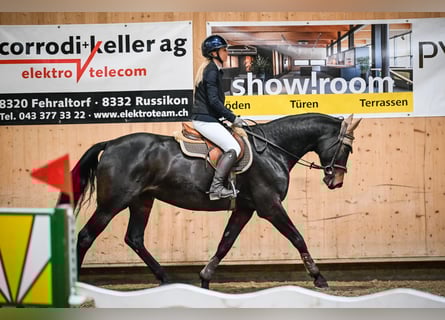 Zwitsers warmbloed, Merrie, 11 Jaar, 168 cm