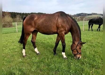 Zwitsers warmbloed, Merrie, 12 Jaar, 180 cm, Brauner