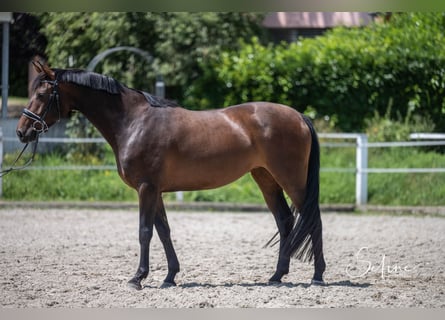 Zwitsers warmbloed Mix, Merrie, 5 Jaar, 161 cm, Donkerbruin