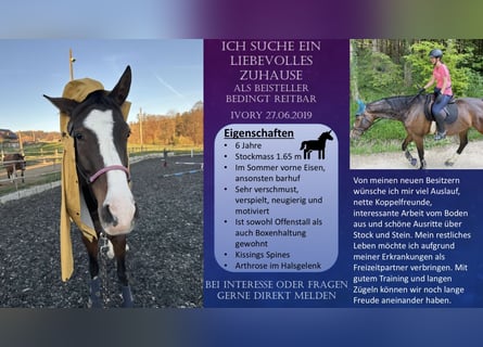 Zwitsers warmbloed, Merrie, 6 Jaar, 165 cm, Bruin