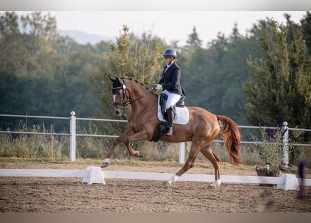 Zwitsers warmbloed, Merrie, 7 Jaar, 166 cm, Vos