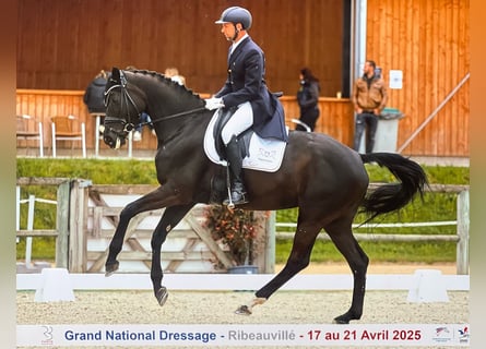 Zwitsers warmbloed, Merrie, 9 Jaar, 170 cm, Zwartbruin