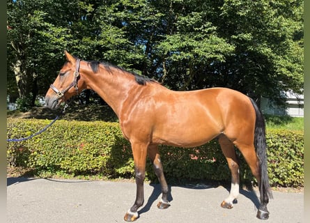 Schweizer Warmblut, Wallach, 14 Jahre, 165 cm, Brauner