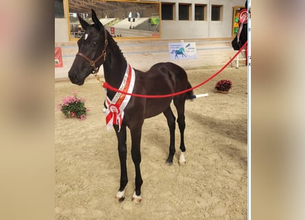 Zwitsers warmbloed, Ruin, 2 Jaar, 168 cm, Donkerbruin