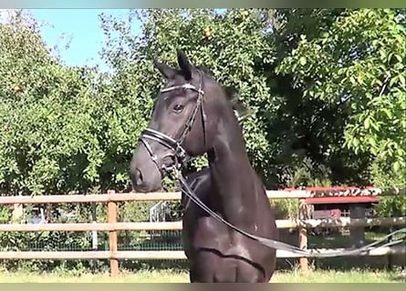 Zwitsers warmbloed, Ruin, 3 Jaar, 174 cm, Zwart