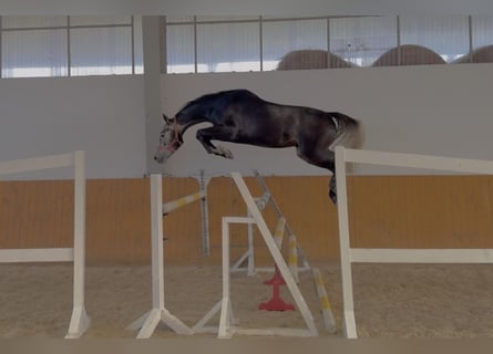 Schweizer Warmblut, Wallach, 4 Jahre, 166 cm, Schimmel