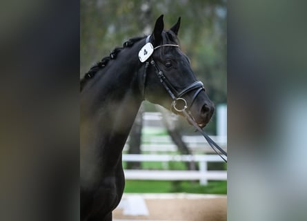Zwitsers warmbloed, Ruin, 5 Jaar, 164 cm, Donkerbruin