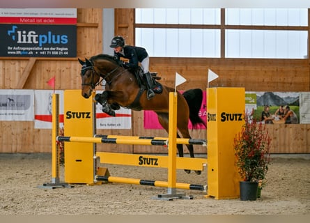 Zwitsers warmbloed, Ruin, 5 Jaar, Bruin