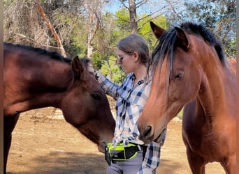 🐴 Busco compartir caballo / ayudar con el pupilaje en Valencia
