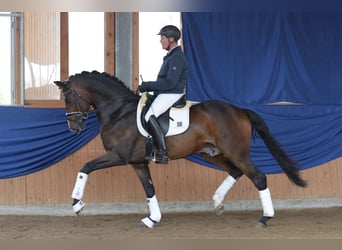 Caballo de deporte alemán, Semental, 12 años, 172 cm