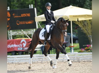 Caballo de deporte alemán, Semental, 12 años, 172 cm