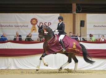 Caballo de deporte alemán, Semental, 12 años, 172 cm