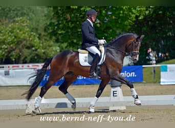 Caballo de deporte alemán, Semental, 12 años, 172 cm