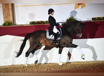 Caballo de deporte alemán, Semental, 12 años, 172 cm