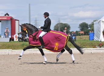 Caballo de deporte alemán, Semental, 12 años, 172 cm