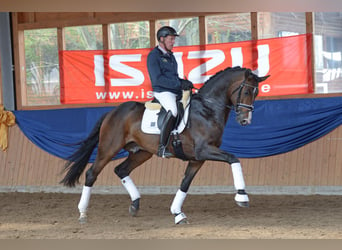 Cheval de sport allemand, Étalon, 11 Ans, 172 cm, Bai