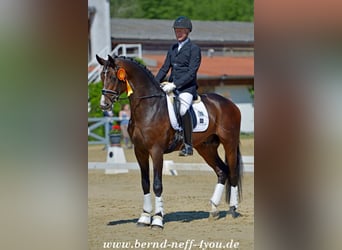 Cheval de sport allemand, Étalon, 12 Ans, 172 cm