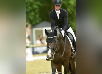 Cheval de sport allemand, Étalon, 12 Ans, 172 cm