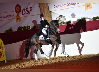 Duits sportpaard, Hengst, 11 Jaar, 172 cm, Brauner