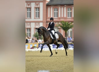Niemiecki koń sportowy, Ogier, 11 lat, 172 cm, Gniada