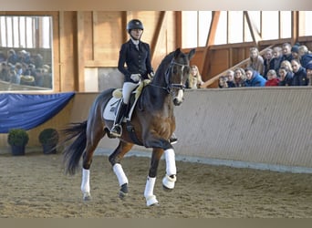 Niemiecki koń sportowy, Ogier, 11 lat, 172 cm, Gniada