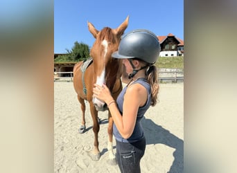 🐴 Suche Reitbeteiligung in Graz und Umgebung 🐴