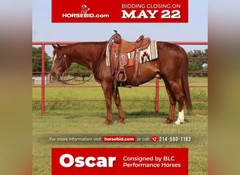 Quarter horse américain, Hongre, 10 Ans, Alezan cuivré, in Grand Saline, TX,