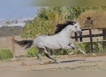 PRE, Stallion, 6 years, 15.1 hh, Gray, in Tabernas Almeria,