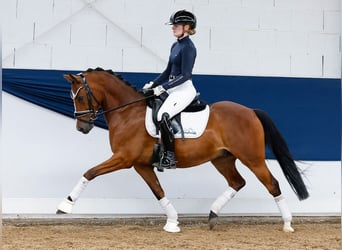 Pony tedesco, Castrone, 5 Anni, 144 cm, Baio, in Marsberg