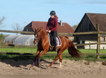 Niemiecki koń sportowy, Klacz, 5 lat, 154 cm, Kasztanowata, in Langlingen,