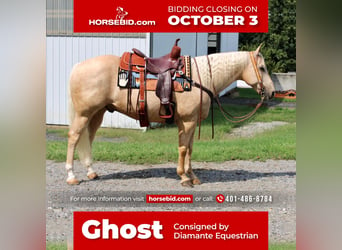 Quarter horse américain, Hongre, 15 Ans, 157 cm, Palomino, in Allentown, NJ,