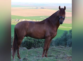 PRE, Stallion, 8 years, 15.3 hh, Chestnut-Red, in Valverde Del Majano,