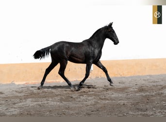 PRE, Stallion, 3 years, 15.2 hh, Black, in Albacete, Spain,